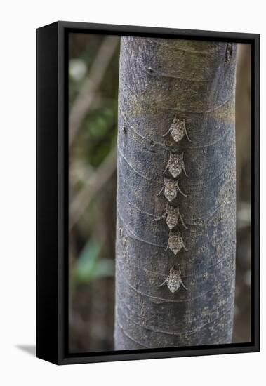 Adult proboscis bats (Rhynchonycteris naso) on tree in Yanallpa Ca�o, Ucayali River, Loreto, Peru-Michael Nolan-Framed Premier Image Canvas