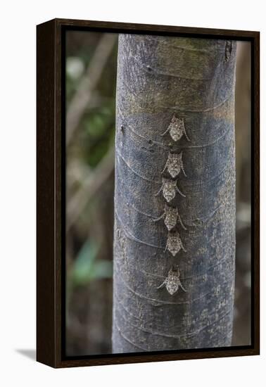 Adult proboscis bats (Rhynchonycteris naso) on tree in Yanallpa Ca�o, Ucayali River, Loreto, Peru-Michael Nolan-Framed Premier Image Canvas