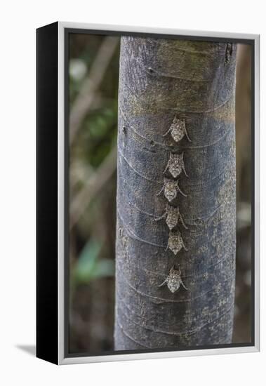 Adult proboscis bats (Rhynchonycteris naso) on tree in Yanallpa Ca�o, Ucayali River, Loreto, Peru-Michael Nolan-Framed Premier Image Canvas