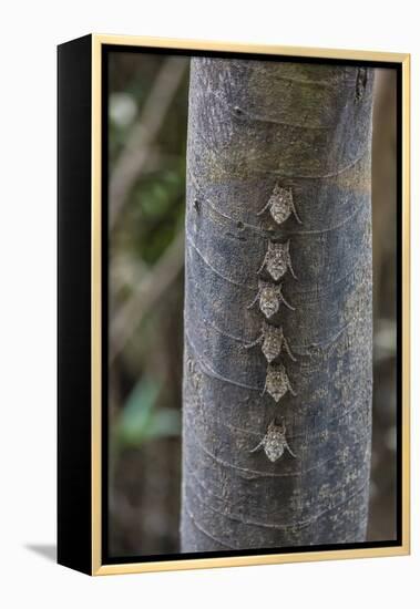 Adult proboscis bats (Rhynchonycteris naso) on tree in Yanallpa Ca�o, Ucayali River, Loreto, Peru-Michael Nolan-Framed Premier Image Canvas