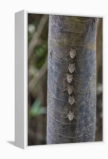 Adult proboscis bats (Rhynchonycteris naso) on tree in Yanallpa Ca�o, Ucayali River, Loreto, Peru-Michael Nolan-Framed Premier Image Canvas