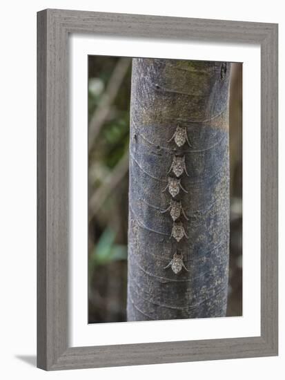 Adult proboscis bats (Rhynchonycteris naso) on tree in Yanallpa Ca�o, Ucayali River, Loreto, Peru-Michael Nolan-Framed Photographic Print