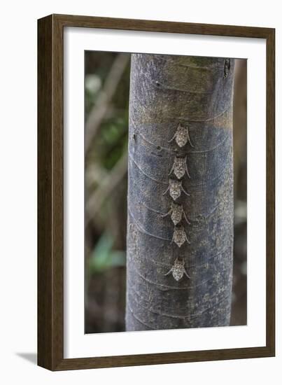 Adult proboscis bats (Rhynchonycteris naso) on tree in Yanallpa Ca�o, Ucayali River, Loreto, Peru-Michael Nolan-Framed Photographic Print