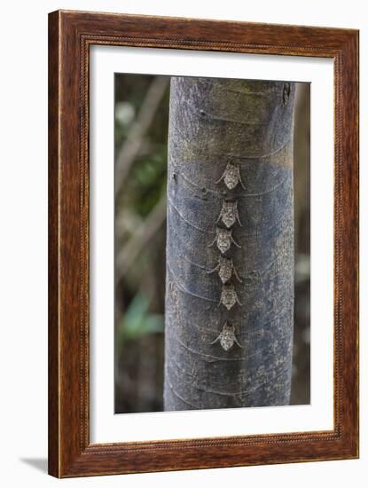 Adult proboscis bats (Rhynchonycteris naso) on tree in Yanallpa Ca�o, Ucayali River, Loreto, Peru-Michael Nolan-Framed Photographic Print