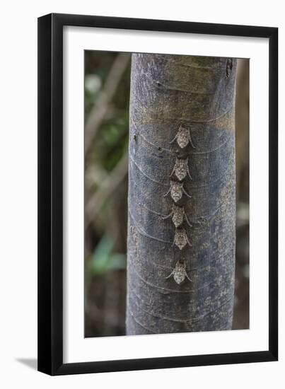 Adult proboscis bats (Rhynchonycteris naso) on tree in Yanallpa Ca�o, Ucayali River, Loreto, Peru-Michael Nolan-Framed Photographic Print