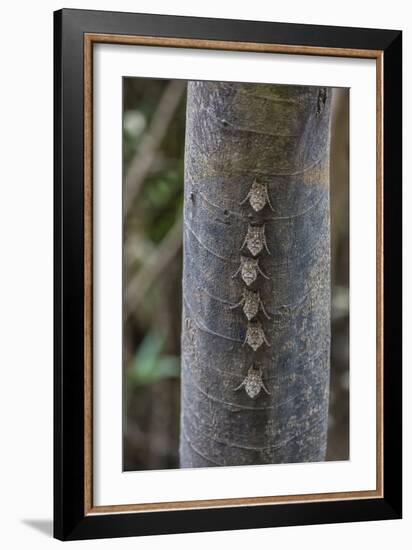 Adult proboscis bats (Rhynchonycteris naso) on tree in Yanallpa Ca�o, Ucayali River, Loreto, Peru-Michael Nolan-Framed Photographic Print