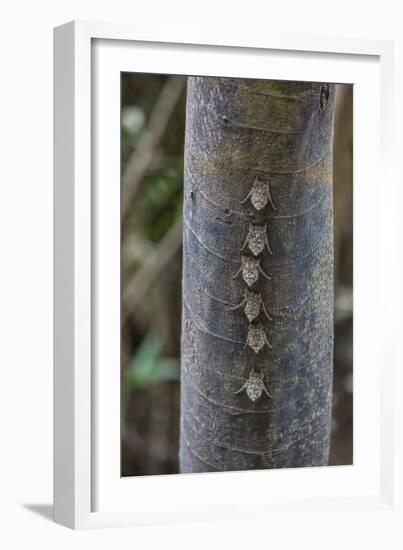 Adult proboscis bats (Rhynchonycteris naso) on tree in Yanallpa Ca�o, Ucayali River, Loreto, Peru-Michael Nolan-Framed Photographic Print