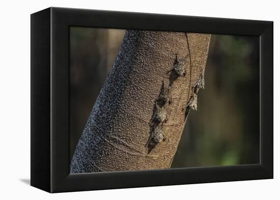 Adult proboscis bats (Rhynchonycteris naso) on tree in Yanallpa Ca�o, Ucayali River, Loreto, Peru-Michael Nolan-Framed Premier Image Canvas