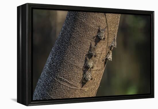 Adult proboscis bats (Rhynchonycteris naso) on tree in Yanallpa Ca�o, Ucayali River, Loreto, Peru-Michael Nolan-Framed Premier Image Canvas