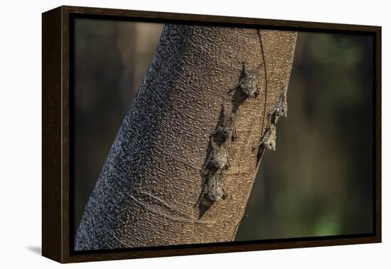 Adult proboscis bats (Rhynchonycteris naso) on tree in Yanallpa Ca�o, Ucayali River, Loreto, Peru-Michael Nolan-Framed Premier Image Canvas