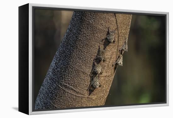 Adult proboscis bats (Rhynchonycteris naso) on tree in Yanallpa Ca�o, Ucayali River, Loreto, Peru-Michael Nolan-Framed Premier Image Canvas