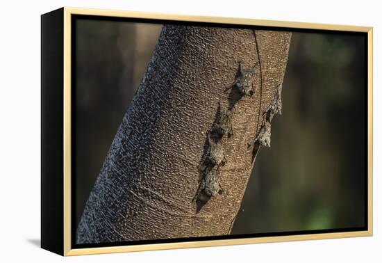 Adult proboscis bats (Rhynchonycteris naso) on tree in Yanallpa Ca�o, Ucayali River, Loreto, Peru-Michael Nolan-Framed Premier Image Canvas