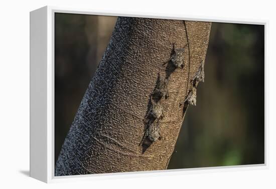 Adult proboscis bats (Rhynchonycteris naso) on tree in Yanallpa Ca�o, Ucayali River, Loreto, Peru-Michael Nolan-Framed Premier Image Canvas