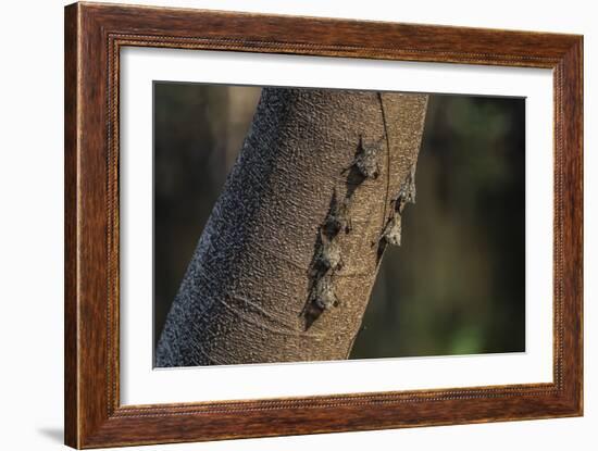 Adult proboscis bats (Rhynchonycteris naso) on tree in Yanallpa Ca�o, Ucayali River, Loreto, Peru-Michael Nolan-Framed Photographic Print