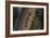 Adult proboscis bats (Rhynchonycteris naso) on tree in Yanallpa Ca�o, Ucayali River, Loreto, Peru-Michael Nolan-Framed Photographic Print