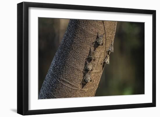 Adult proboscis bats (Rhynchonycteris naso) on tree in Yanallpa Ca�o, Ucayali River, Loreto, Peru-Michael Nolan-Framed Photographic Print