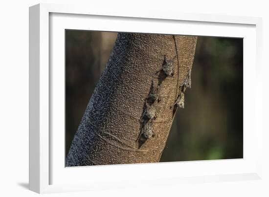 Adult proboscis bats (Rhynchonycteris naso) on tree in Yanallpa Ca�o, Ucayali River, Loreto, Peru-Michael Nolan-Framed Photographic Print