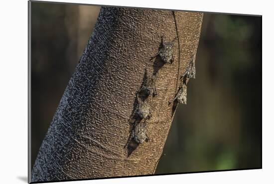 Adult proboscis bats (Rhynchonycteris naso) on tree in Yanallpa Ca�o, Ucayali River, Loreto, Peru-Michael Nolan-Mounted Photographic Print