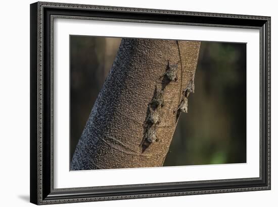 Adult proboscis bats (Rhynchonycteris naso) on tree in Yanallpa Ca�o, Ucayali River, Loreto, Peru-Michael Nolan-Framed Photographic Print