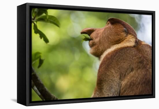 Adult Proboscis Monke (Nasalis Larvatus) Foraging in Bako National Park, Sarawak, Borneo, Malaysia-Michael Nolan-Framed Premier Image Canvas