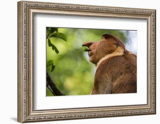 Adult Proboscis Monke (Nasalis Larvatus) Foraging in Bako National Park, Sarawak, Borneo, Malaysia-Michael Nolan-Framed Photographic Print