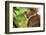 Adult Proboscis Monke (Nasalis Larvatus) Foraging in Bako National Park, Sarawak, Borneo, Malaysia-Michael Nolan-Framed Photographic Print