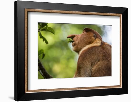 Adult Proboscis Monke (Nasalis Larvatus) Foraging in Bako National Park, Sarawak, Borneo, Malaysia-Michael Nolan-Framed Photographic Print