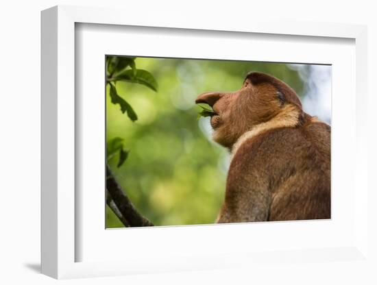 Adult Proboscis Monke (Nasalis Larvatus) Foraging in Bako National Park, Sarawak, Borneo, Malaysia-Michael Nolan-Framed Photographic Print