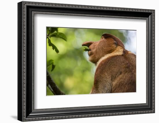 Adult Proboscis Monke (Nasalis Larvatus) Foraging in Bako National Park, Sarawak, Borneo, Malaysia-Michael Nolan-Framed Photographic Print