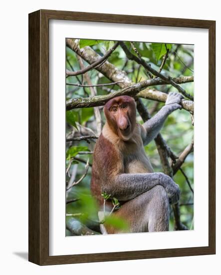 Adult Proboscis Monkey (Nasalis Larvatus) Foraging in Bako National Park, Sarawak, Borneo, Malaysia-Michael Nolan-Framed Photographic Print