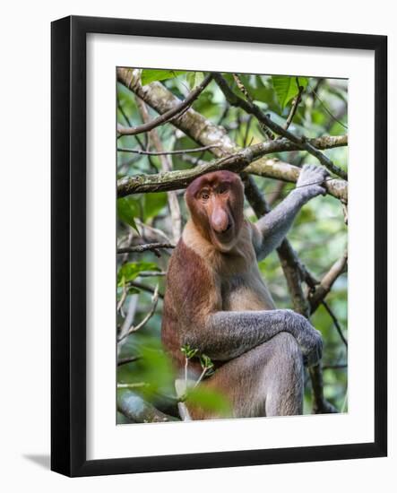 Adult Proboscis Monkey (Nasalis Larvatus) Foraging in Bako National Park, Sarawak, Borneo, Malaysia-Michael Nolan-Framed Photographic Print