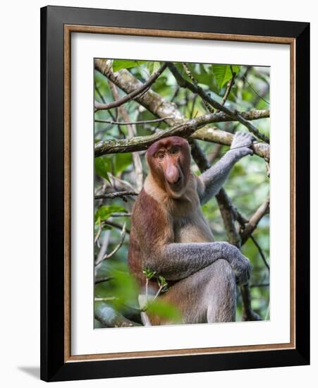 Adult Proboscis Monkey (Nasalis Larvatus) Foraging in Bako National Park, Sarawak, Borneo, Malaysia-Michael Nolan-Framed Photographic Print