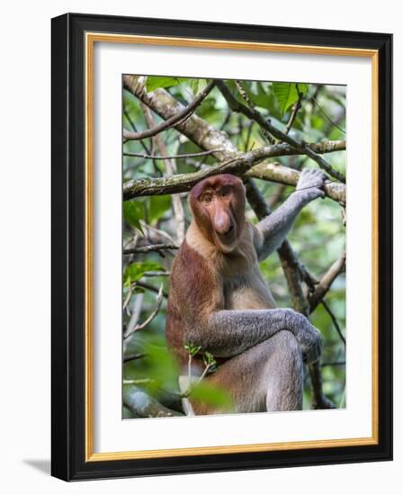 Adult Proboscis Monkey (Nasalis Larvatus) Foraging in Bako National Park, Sarawak, Borneo, Malaysia-Michael Nolan-Framed Photographic Print