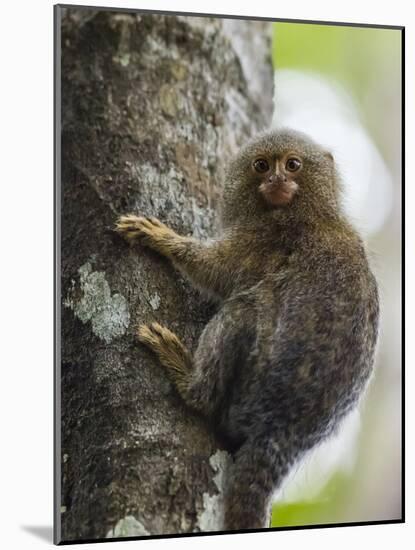 Adult pygmy marmoset (Cebuella pygmaea), Lake Clavero, Amazon Basin, Loreto, Peru-Michael Nolan-Mounted Photographic Print