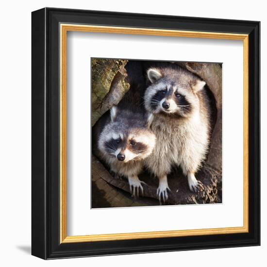 Adult Raccoon at His Nest-null-Framed Art Print