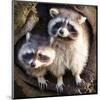 Adult Raccoon at His Nest-null-Mounted Art Print