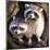 Adult Raccoon at His Nest-null-Mounted Art Print