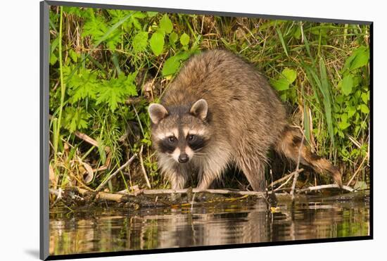 Adult Raccoon Hunting for Food-null-Mounted Art Print