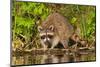 Adult Raccoon Hunting for Food-null-Mounted Art Print