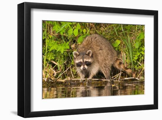 Adult Raccoon Hunting for Food-null-Framed Art Print