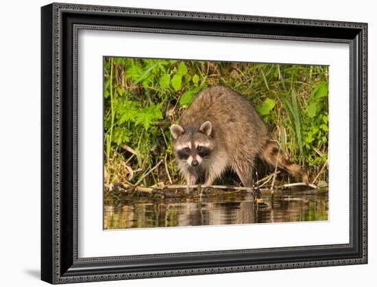 Adult Raccoon Hunting for Food-null-Framed Art Print