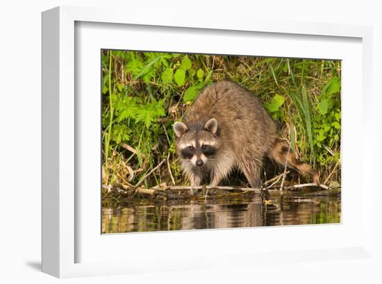 Adult Raccoon Hunting for Food-null-Framed Art Print