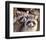 Adult Raccoon Nest Closeup-null-Framed Premium Giclee Print