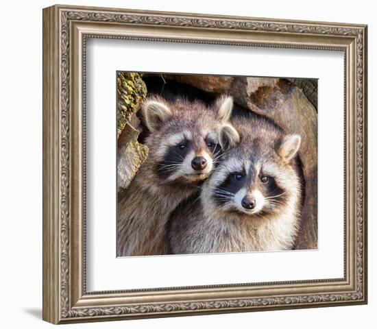 Adult Raccoon Nest Closeup-null-Framed Art Print