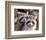 Adult Raccoon Nest Closeup-null-Framed Art Print