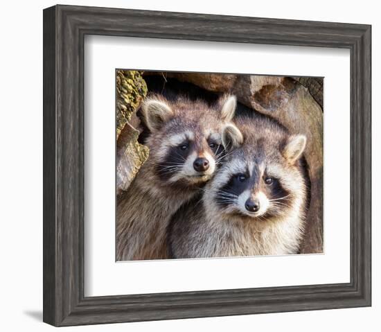 Adult Raccoon Nest Closeup-null-Framed Art Print