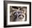 Adult Raccoon Nest Closeup-null-Framed Art Print