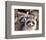 Adult Raccoon Nest Closeup-null-Framed Art Print