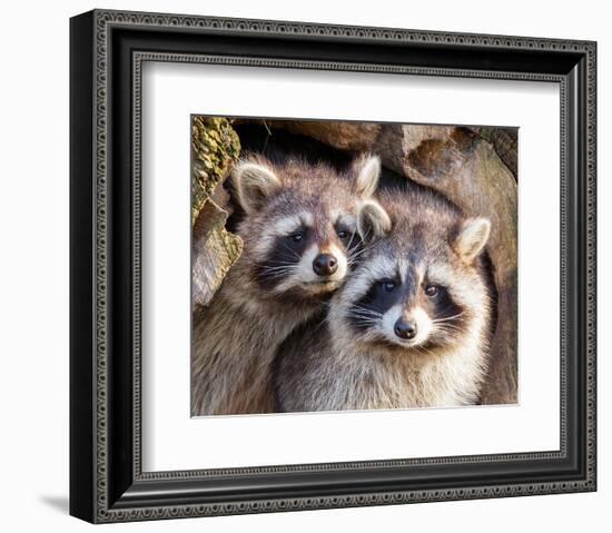 Adult Raccoon Nest Closeup-null-Framed Art Print