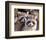 Adult Raccoon Nest Closeup-null-Framed Art Print